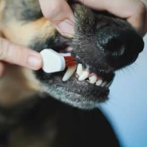 Teeth brushing hygiene add-on service